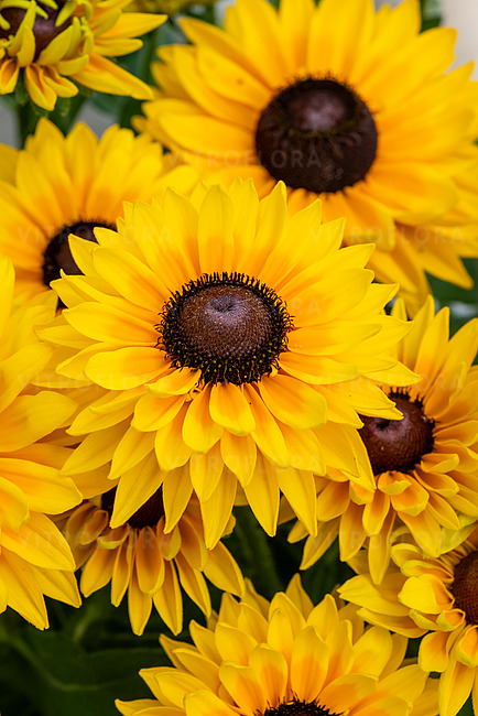 Bir dost qiz dostini pornoga sotdi.