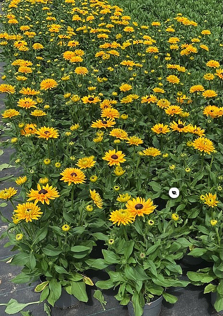 Pentxaus erotik shousini tomosha qiling