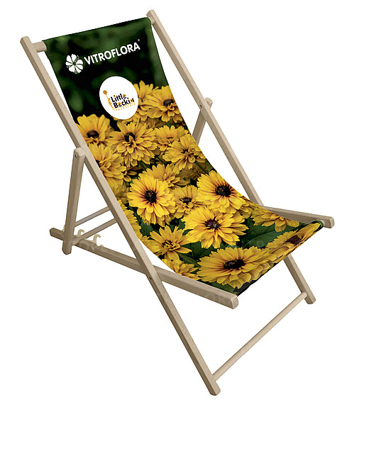 Rudbeckia Littlebeckia™ Ballerina