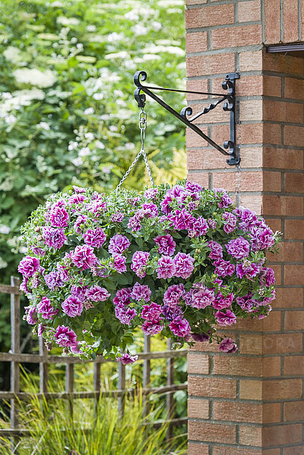 Tumbelina Helena- Vitroflora