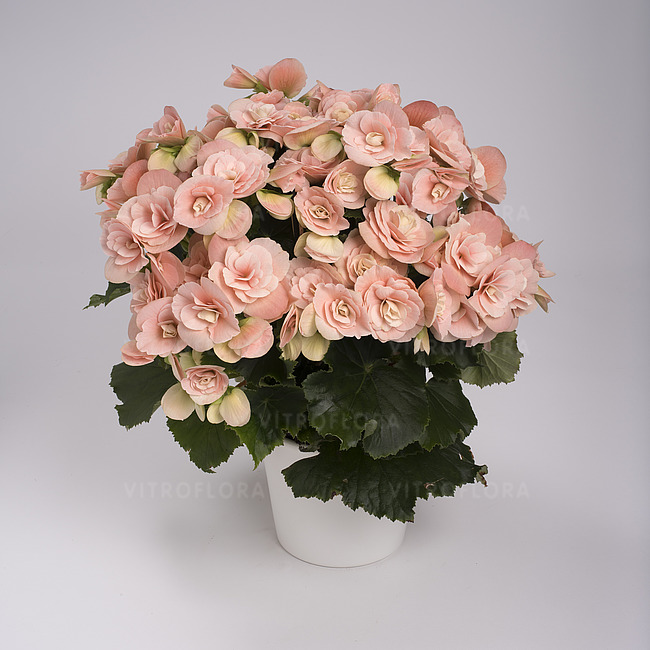 Фитнес жаттықтырушысы порно смотреть онлайн