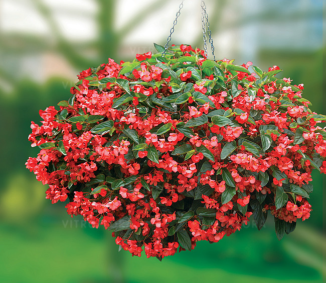 Dragon Wing Red Vitroflora