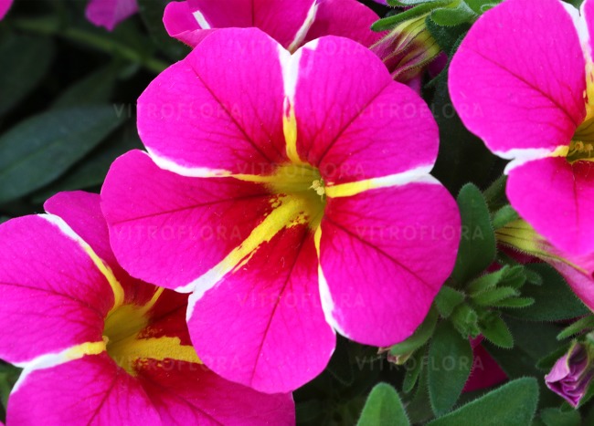 Aloha Classic Pink Cart Wheel- Vitroflora