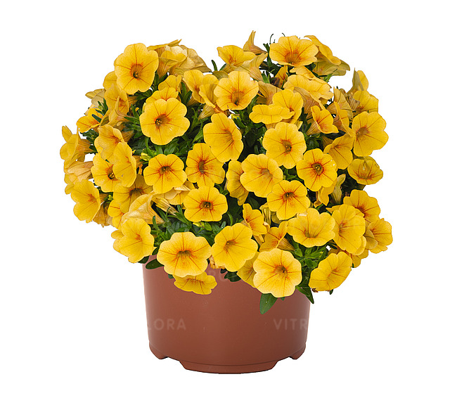 Aloha Kona Honeycomb Yellow Vitroflora Aloha Kona Honeycomb Yellow Vitroflora