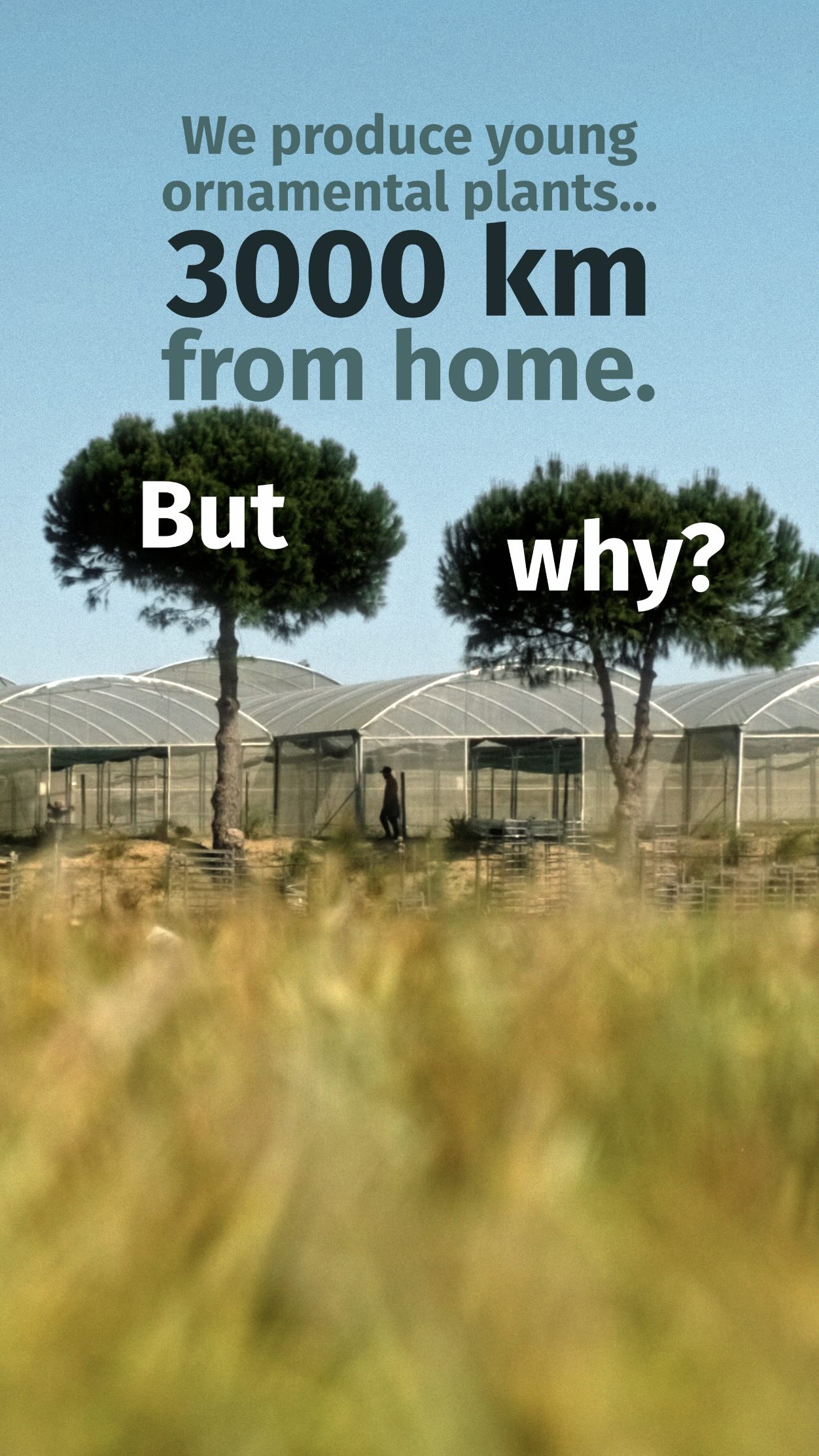 Why does a Polish company produce ornamental grass young plants in Portugal?