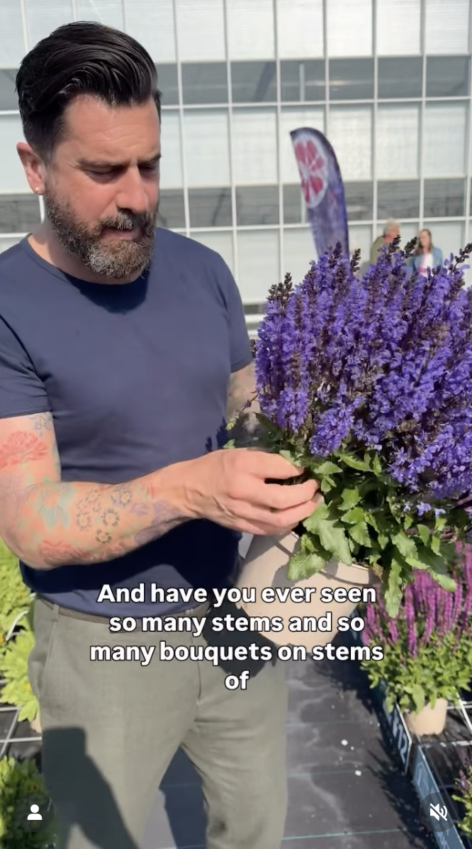 Flower Trials 2025 - Mr.Plantgeek presents Salvia Noble Knight