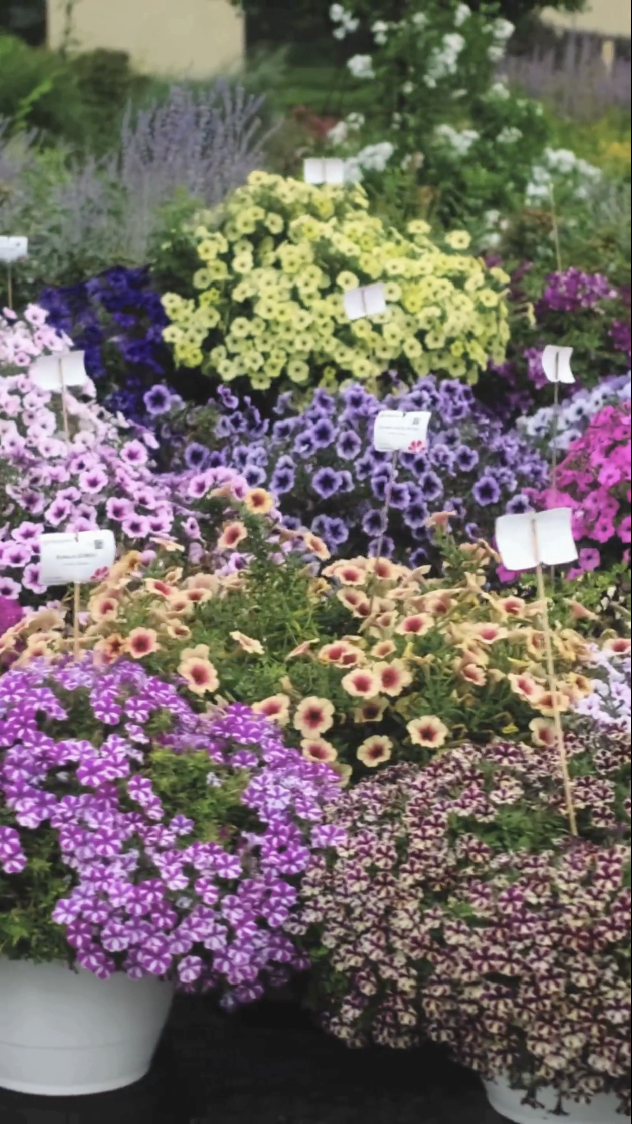 Bubbles & ColourCloud