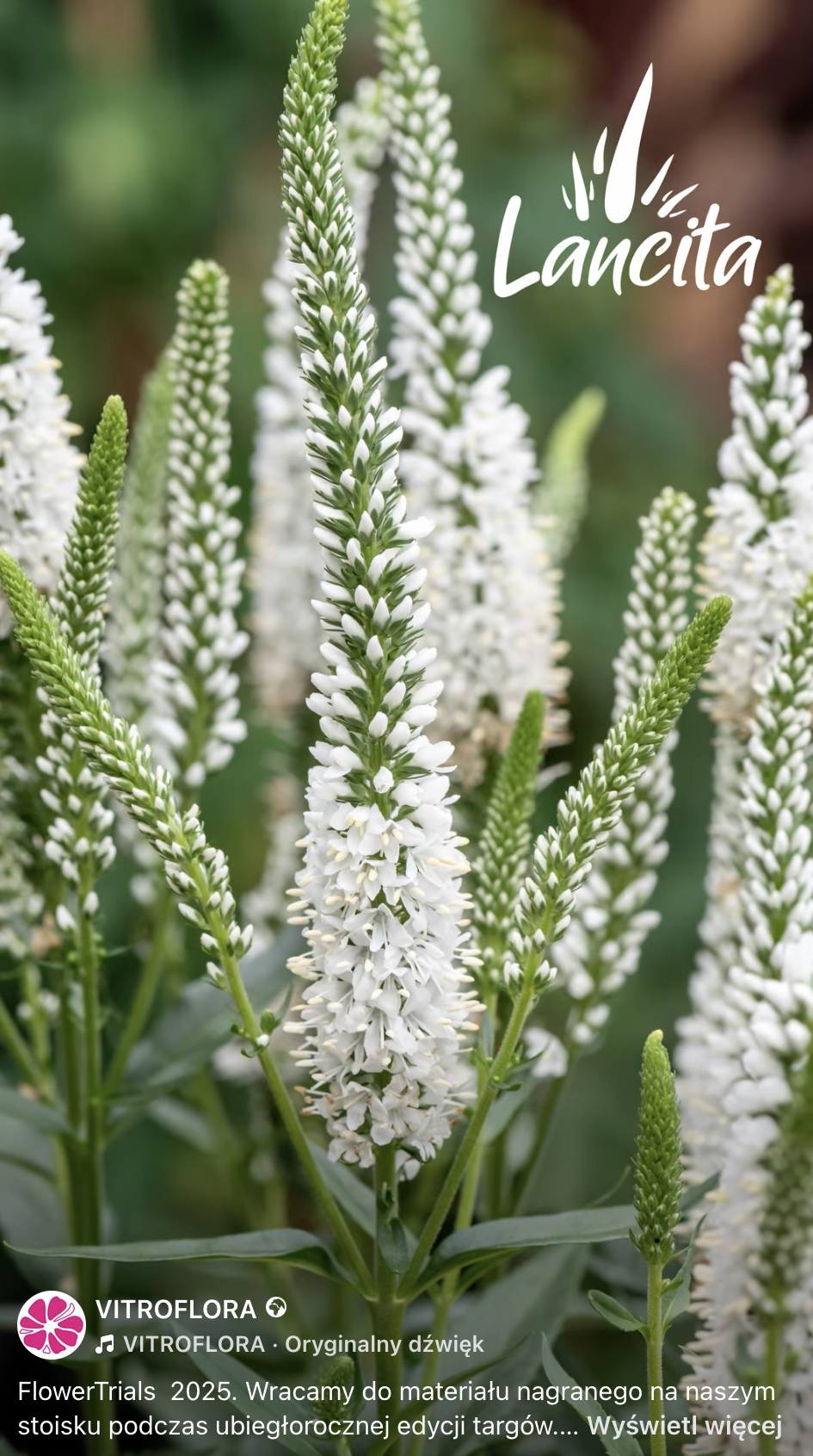 Poznaj kolekcję Veronica Lancita