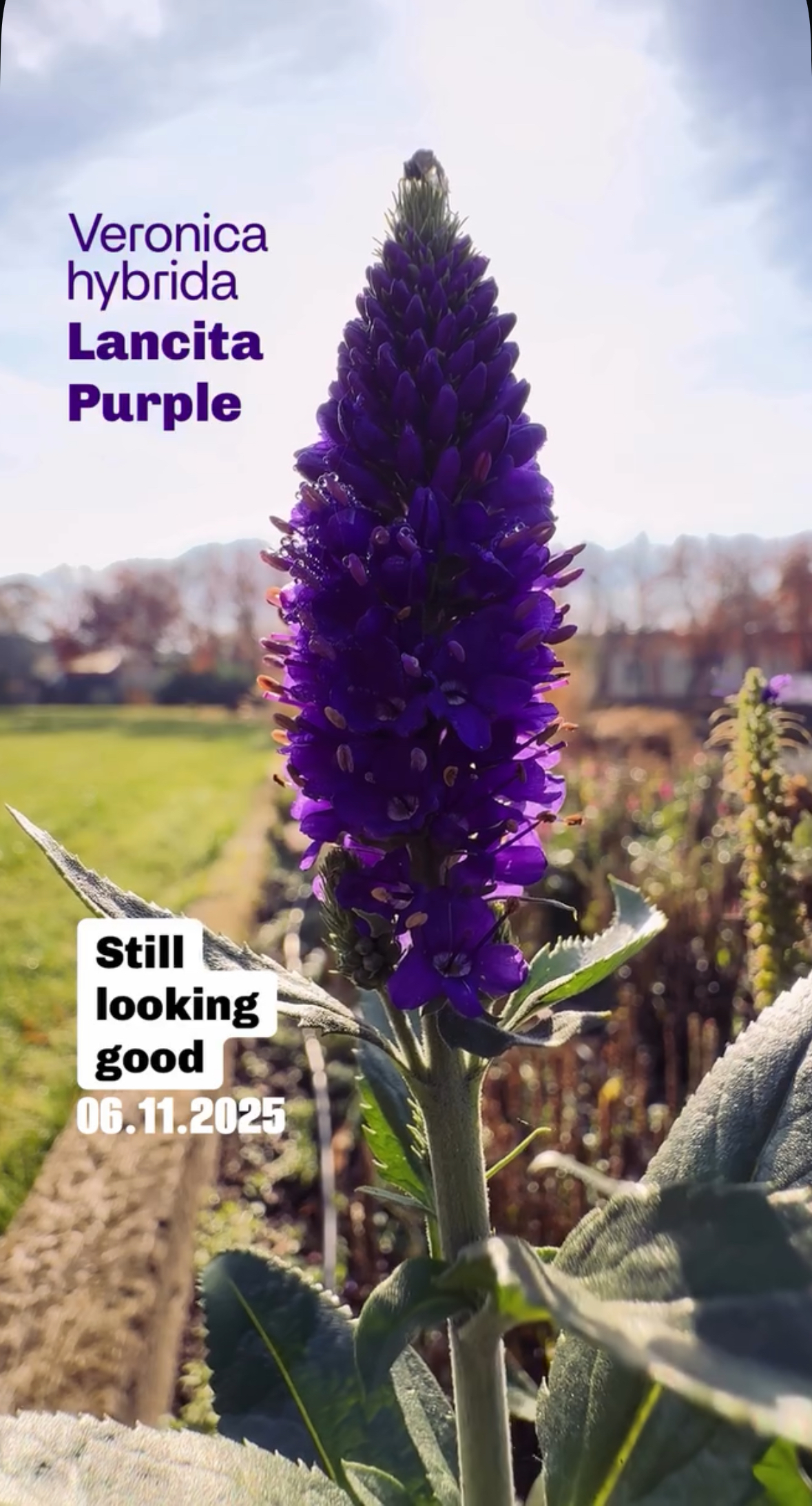 Kwitnienie Veronica Lancita Purple w listopadzie