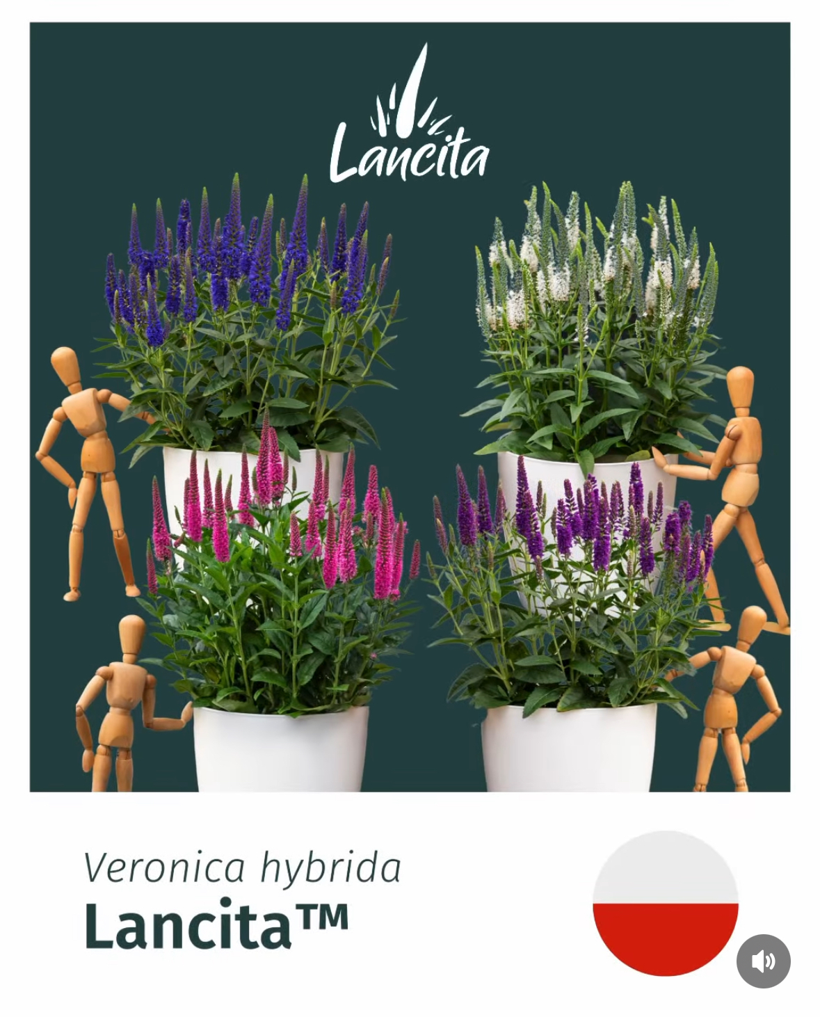 Opis kolekcji Lancita