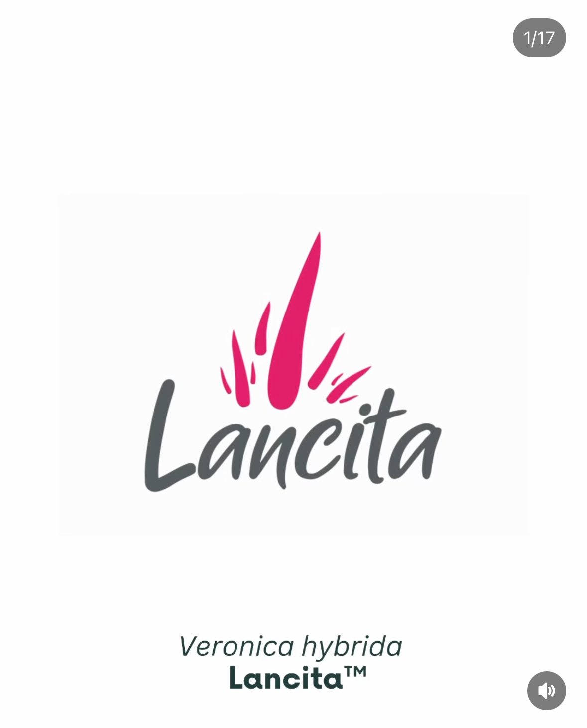 Galeria kolekcji Lancita