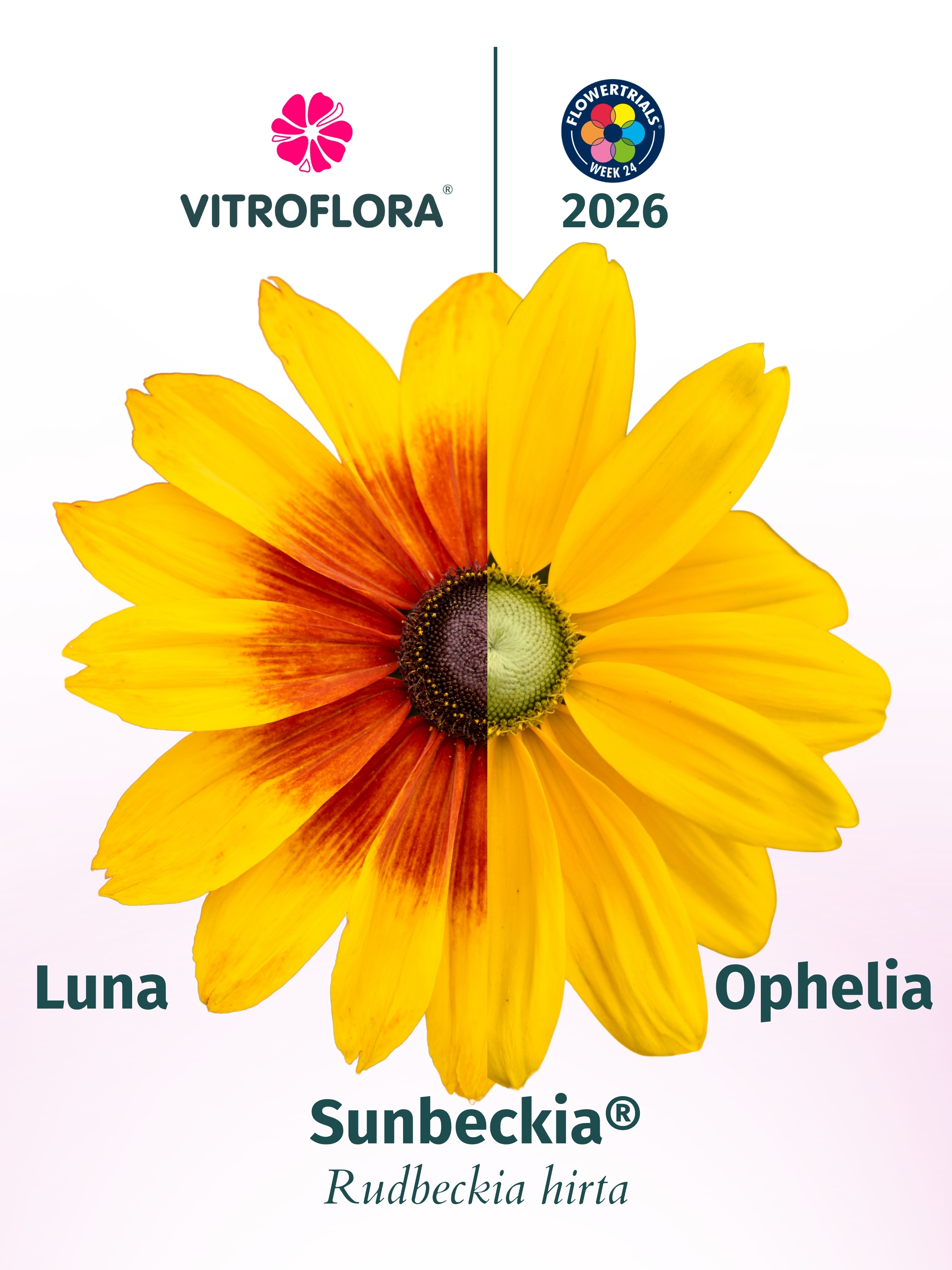 Sunbeckia® Ophelia | Vitroflora